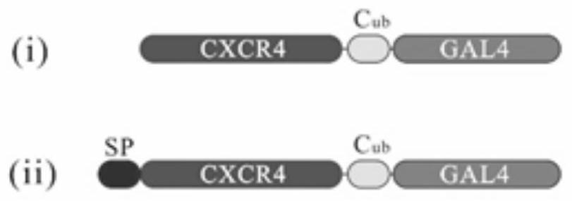 Antigen-antibody co-display method for screening antibody library of membrane antigen