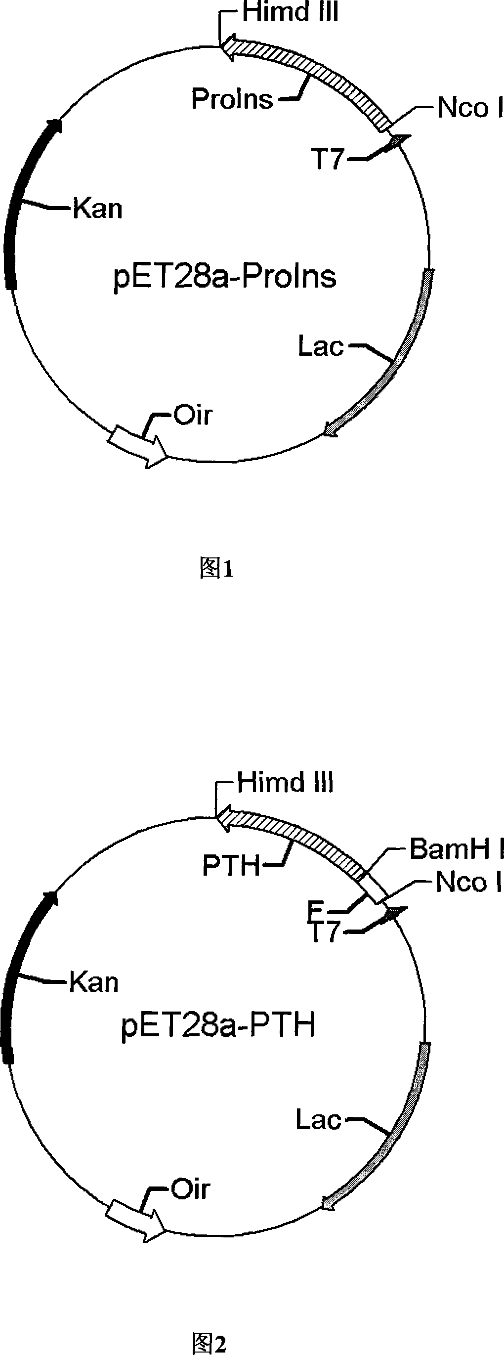 Preparation method of human insulin analogue and usage thereof