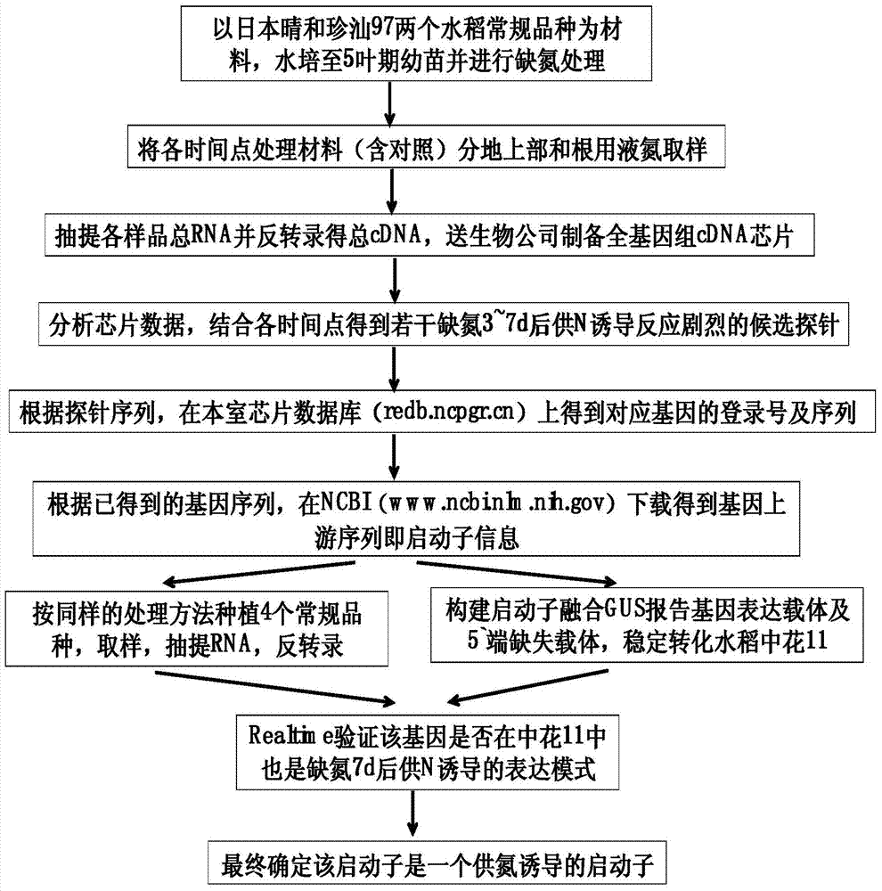 Promoter y8a and its application to restore nitrogen-supply-specific inducible expression after nitrogen deficiency in rice