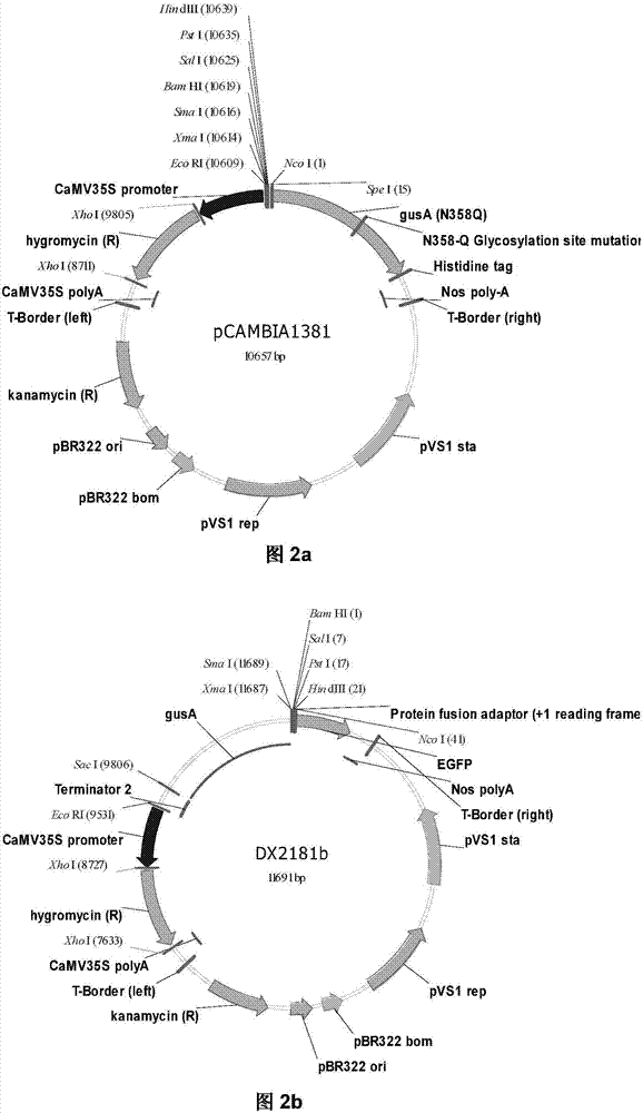 Promoter y8a and its application to restore nitrogen-supply-specific inducible expression after nitrogen deficiency in rice