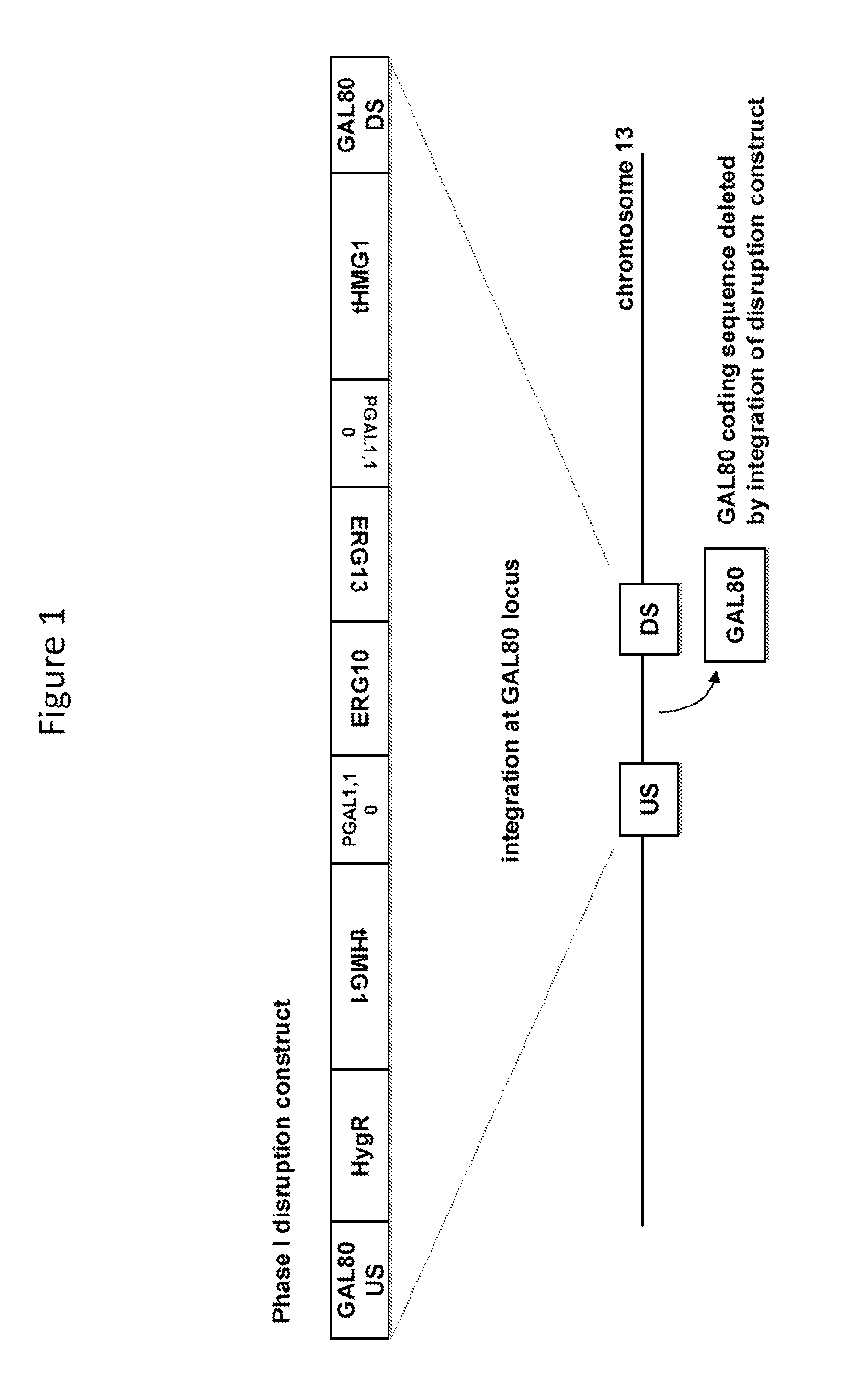 Method for generating a genetically modified microbe