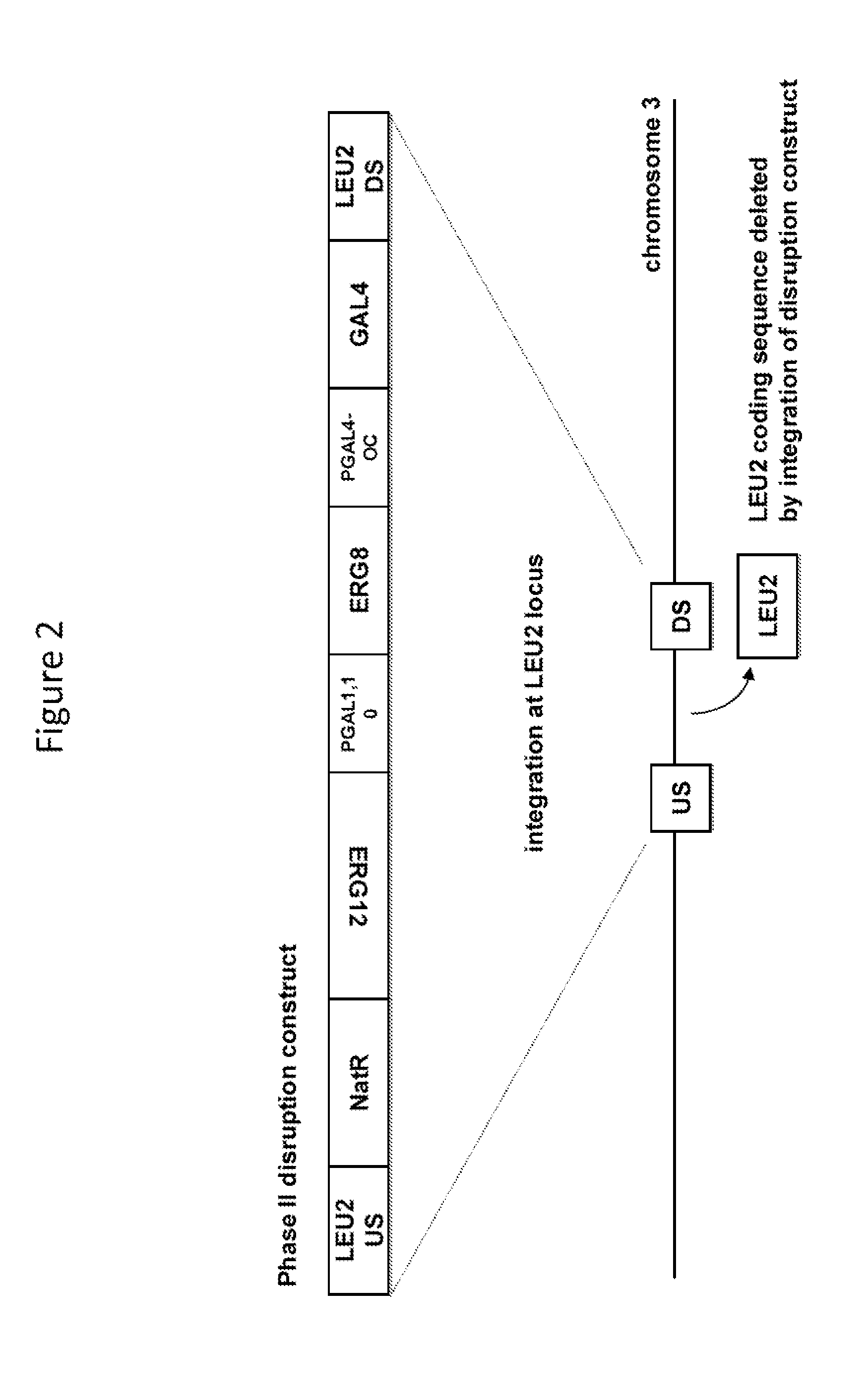 Method for generating a genetically modified microbe