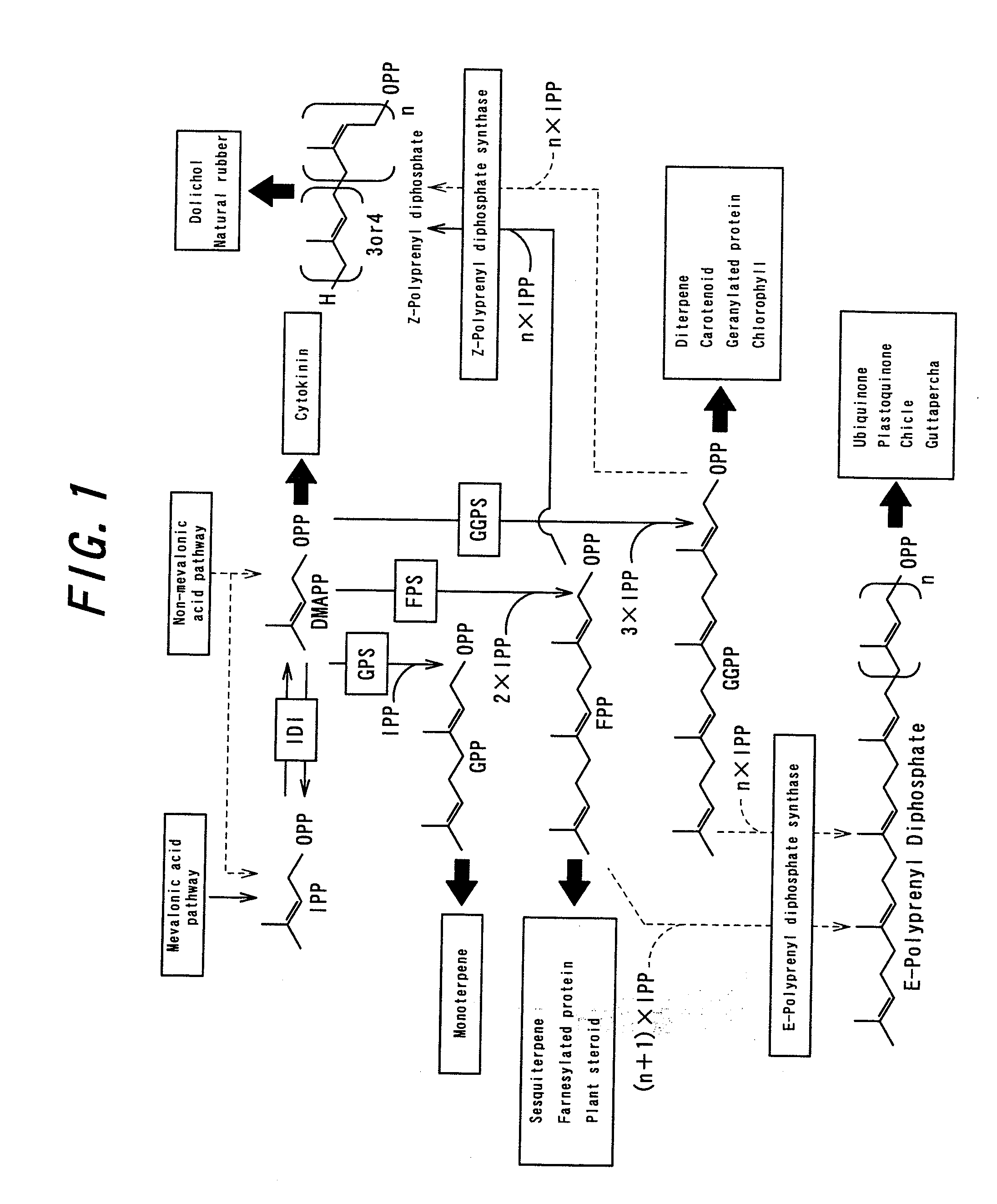 Gene cluster of prenyl transferase from hevea brasiliensis