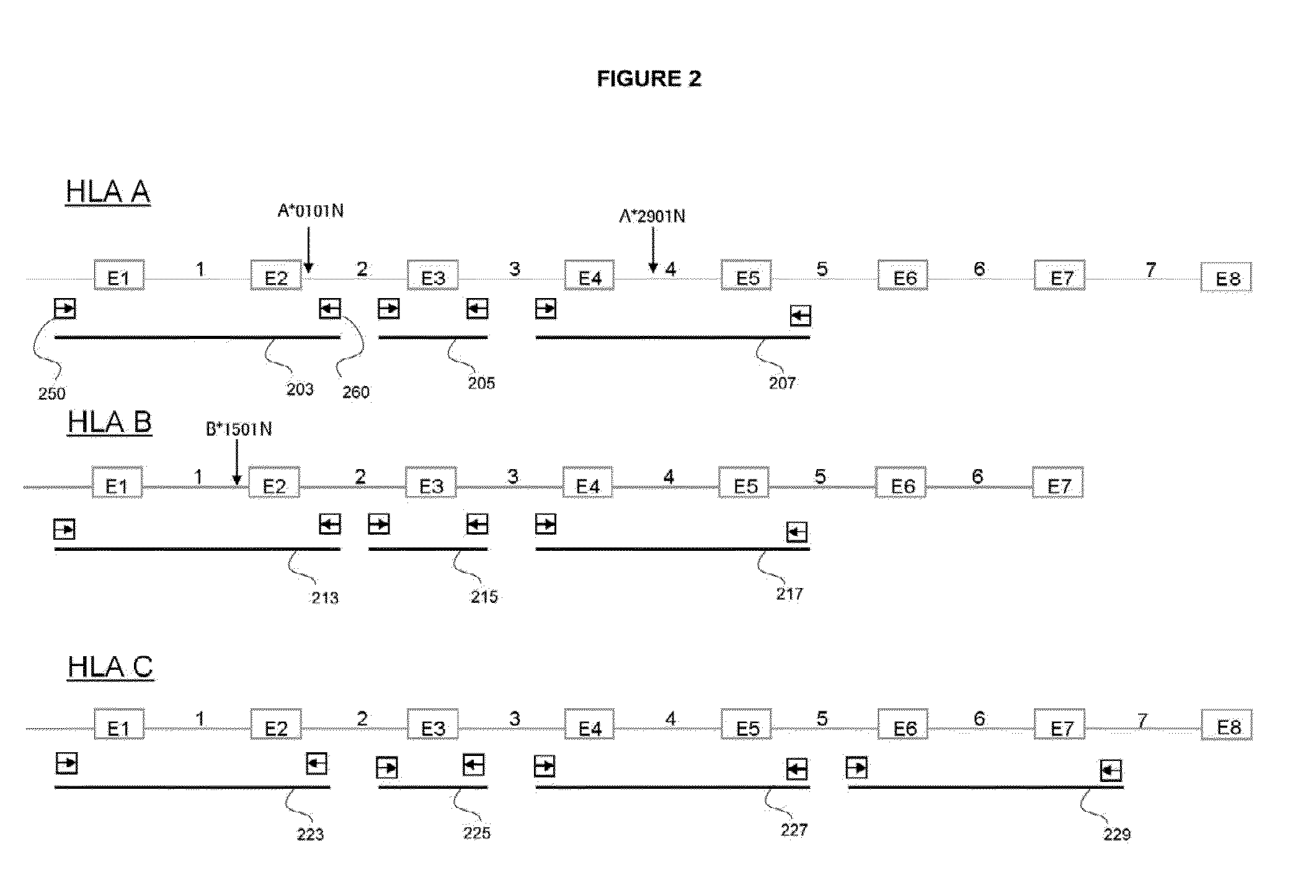 Methods and Compositions for Very High Resolution Genotyping of HLA