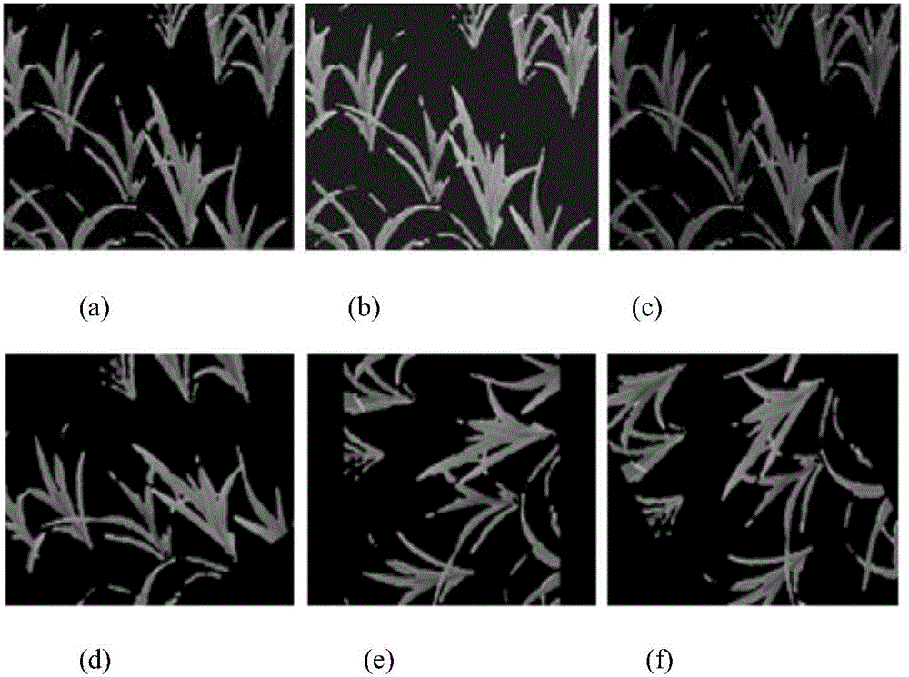 Multi-feature fusion-based drought identification method for corn early-stage image