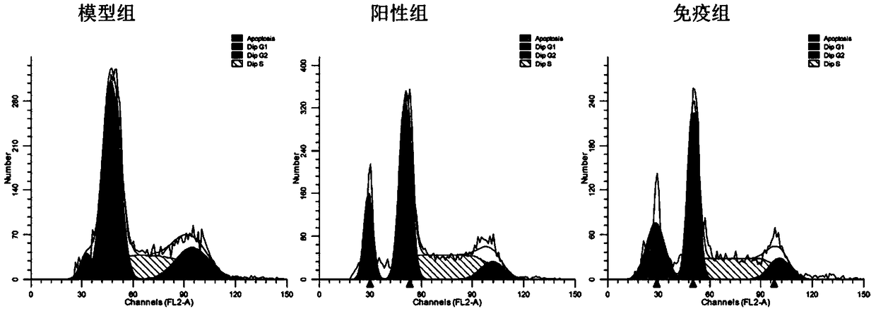 Preparation of broad spectrum antitumor mouse mold with apoptotic body vaccine immunity