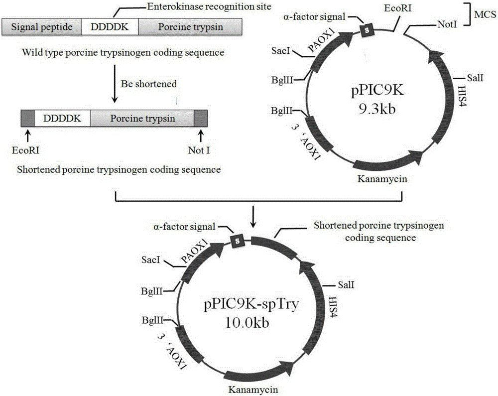 Mutant-type Sus scrofa swine trypsin and encoding gene thereof as well as acquisition method and application