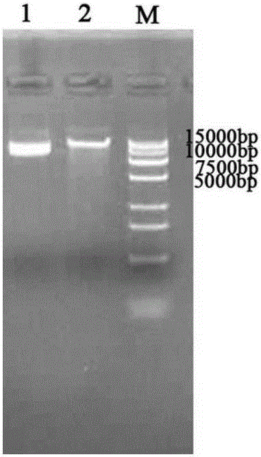 Mutant-type Sus scrofa swine trypsin and encoding gene thereof as well as acquisition method and application
