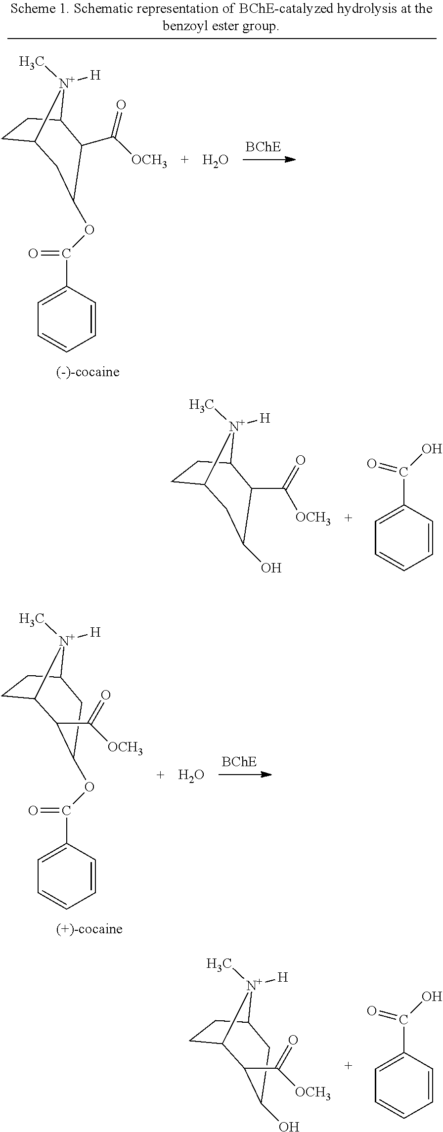 Cocaine hydrolase-FC fusion proteins for cocaine and methods for utilizing the same