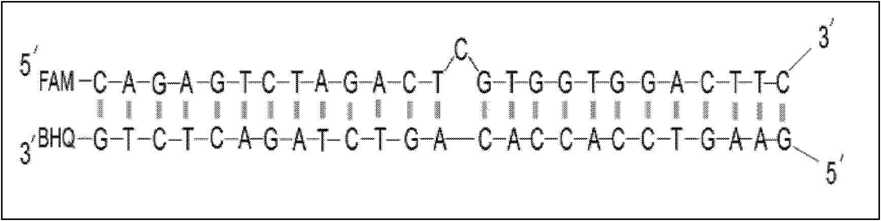 Probe used for identifying and detecting nucleic acid specificity