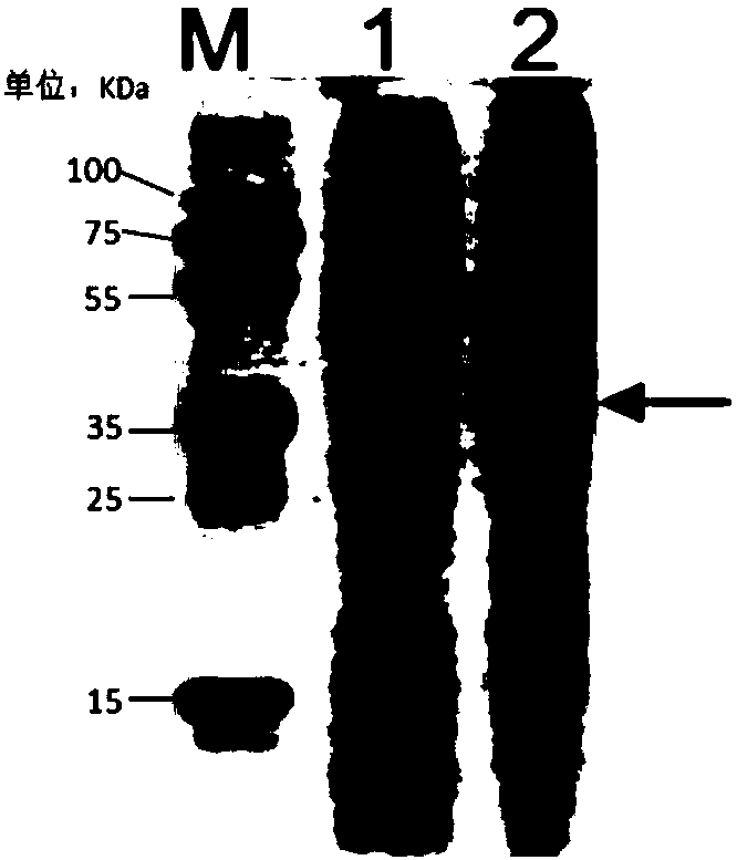 Recombinant spider silk protein and preparation method and application thereof