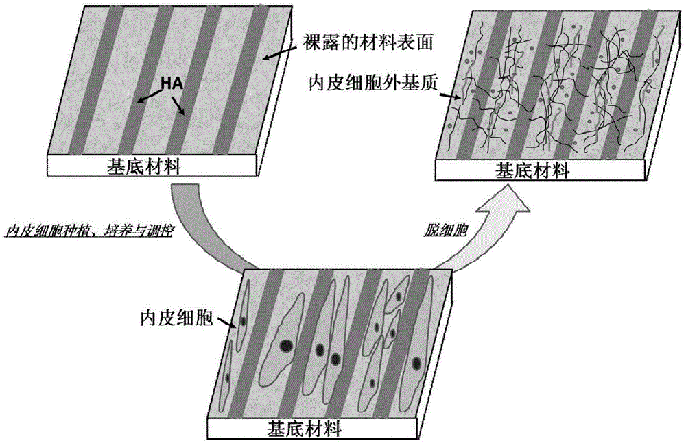 Method for improving various bionic functions on surface of cardiovascular implant material