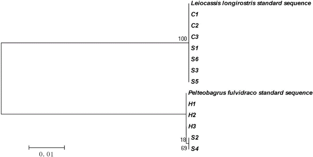 Primer group, kit and method for identifying tachysurus fulvidraco and leiocassis longirostris hybrid species