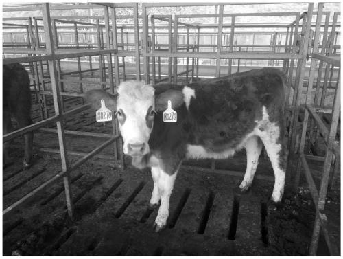 Cow face detection and recognition method based on deep learning