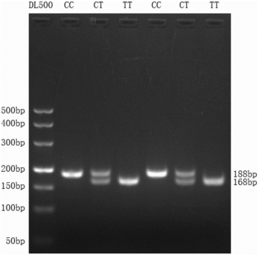 Detection method of single nucleotide polymorphism of Qinchuan cattle microRNA-320a-1 gene and application thereof