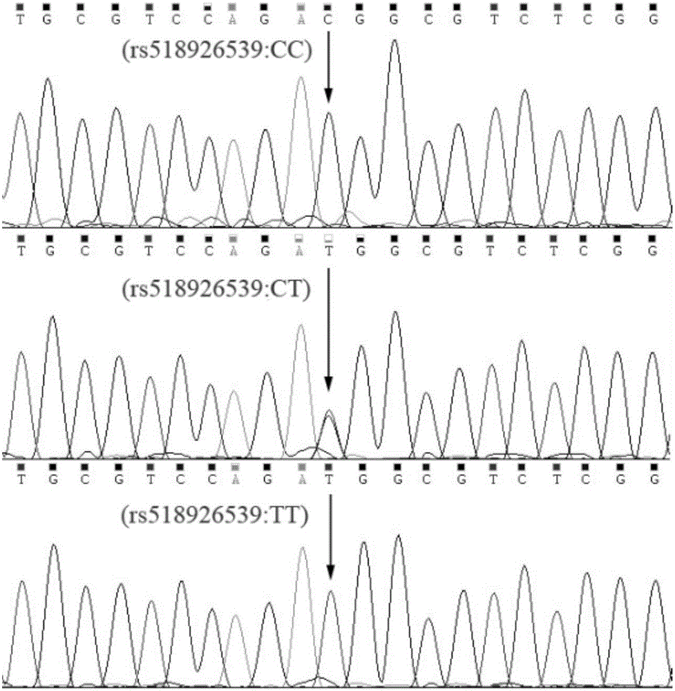 Detection method of single nucleotide polymorphism of Qinchuan cattle microRNA-320a-1 gene and application thereof