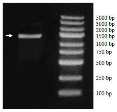 Bambusa multiplex transcription factor BmMYB83 gene and application thereof