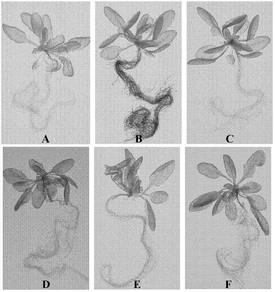 Brassica napus phosphorus deficiency inducible expression promoter