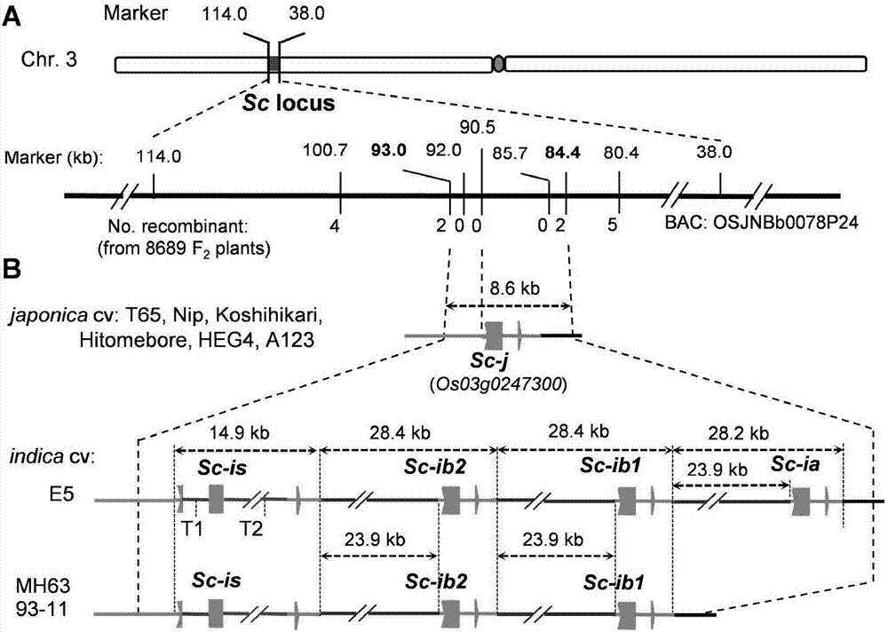 Separation and cloning of alleles Sc-j and Sc-i of pollen fertility gene loca Sc of paddy rice hybrids, and application in seed breeding