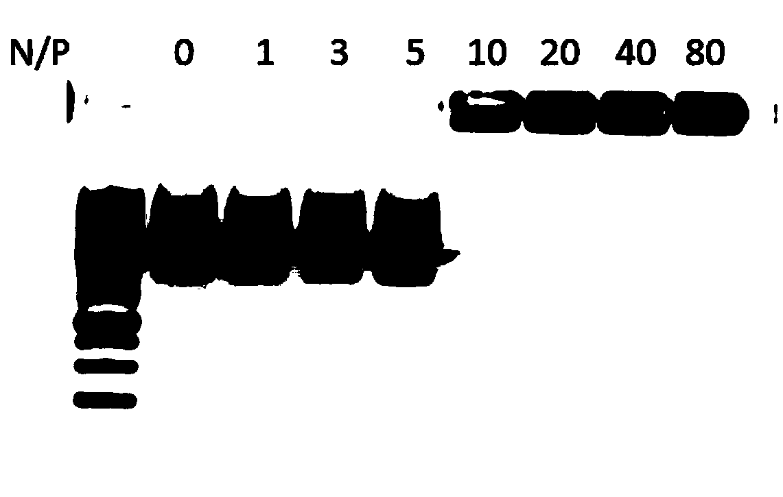 Cell-penetrating peptide as well as preparation method and application thereof