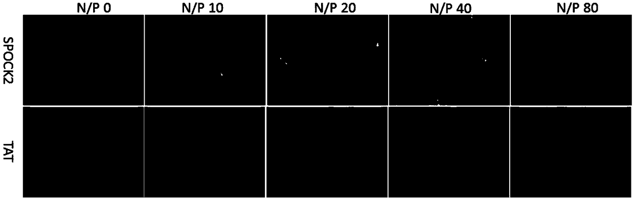 Cell-penetrating peptide as well as preparation method and application thereof