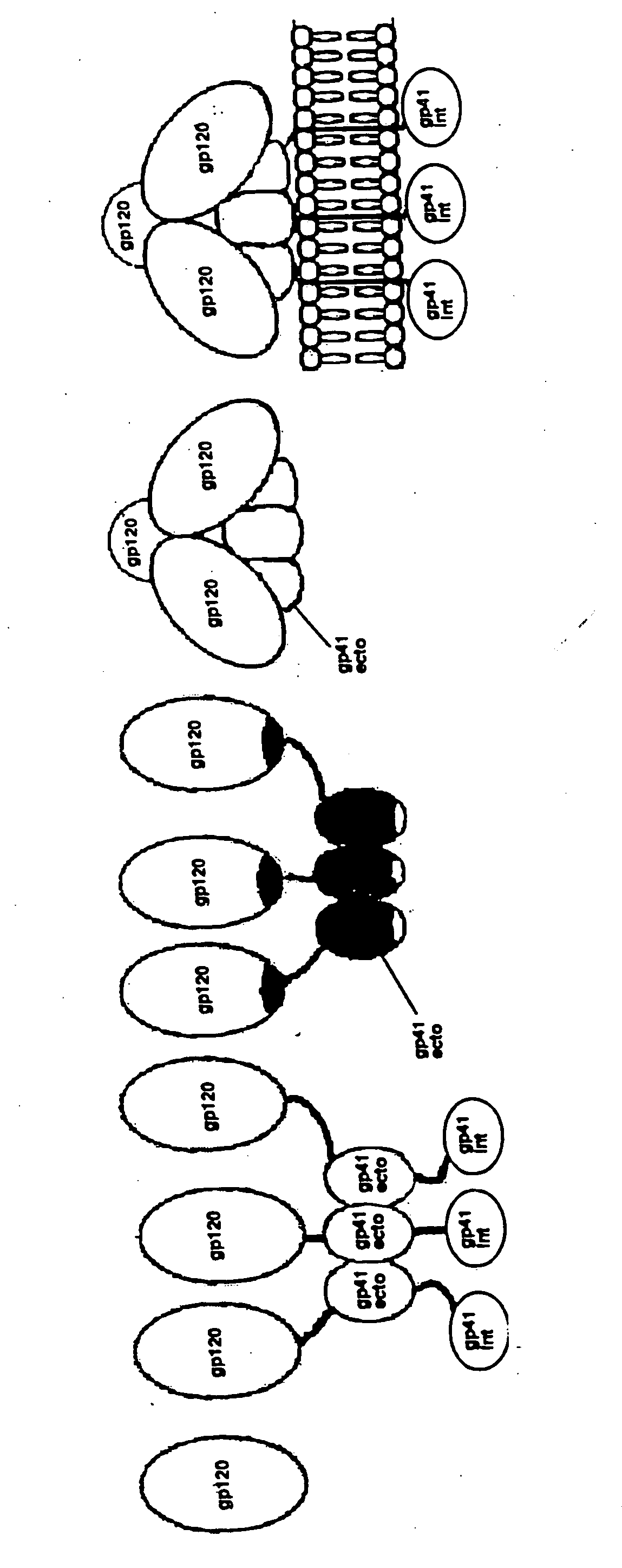 Human immunodeficiency virus envelope clycoprotein mutants and uses thereof