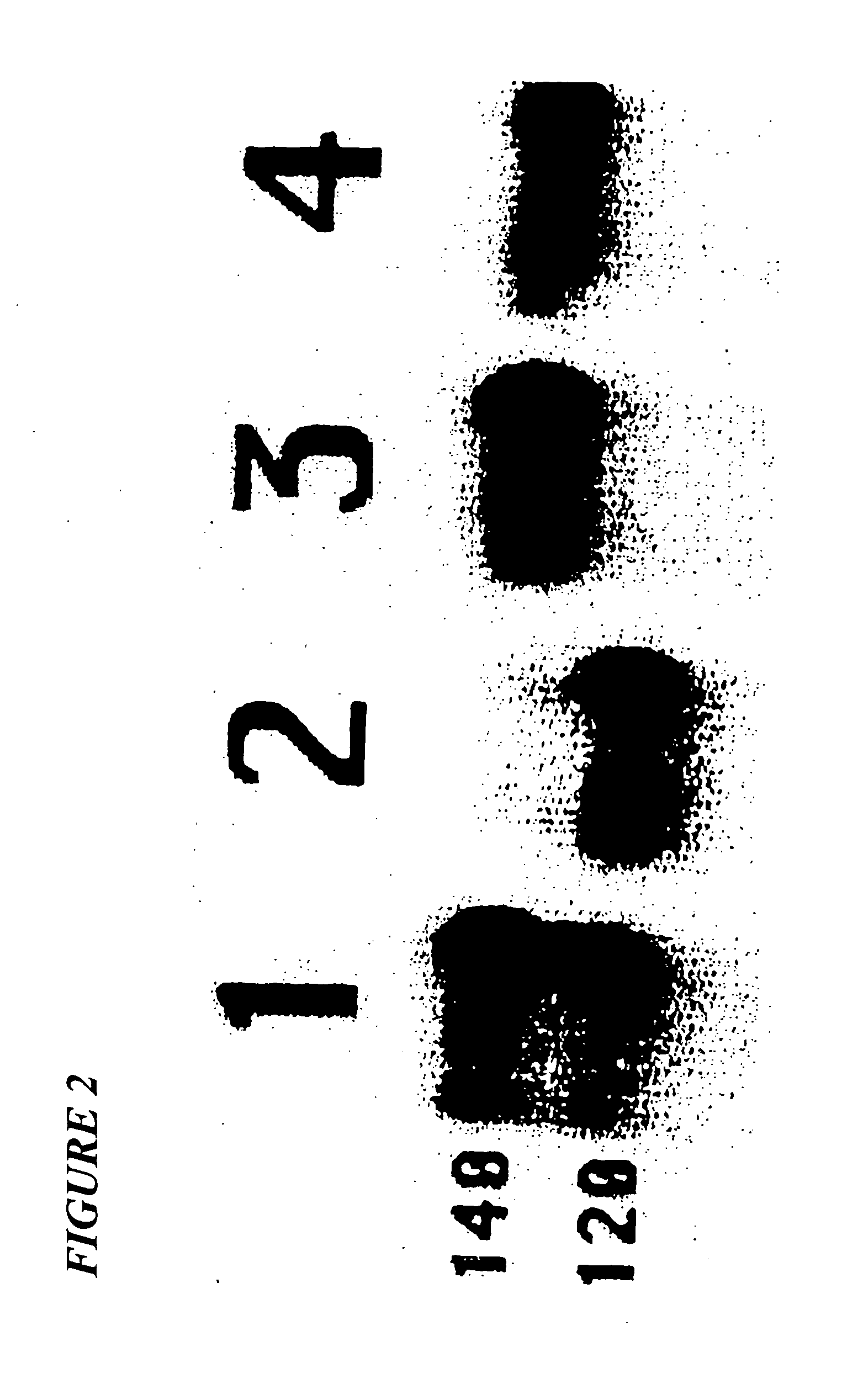 Human immunodeficiency virus envelope clycoprotein mutants and uses thereof