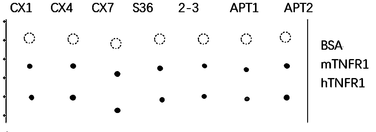 Aptamer specifically combined with TNF-R1 as well as screening method and application of aptamer