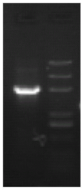 HPV16L1-h protein and coding gene and application thereof