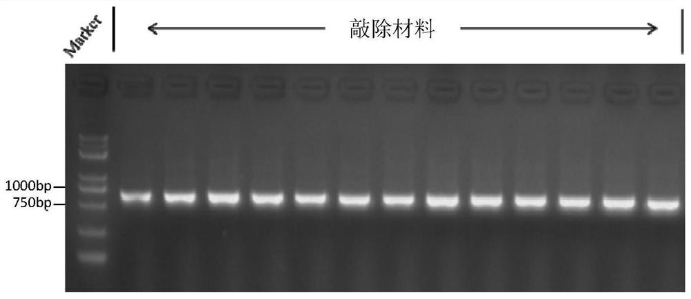 Application of rice transcription factor gene osbear1 in cultivating rice varieties with coleoptile growth or suitable for field direct seeding