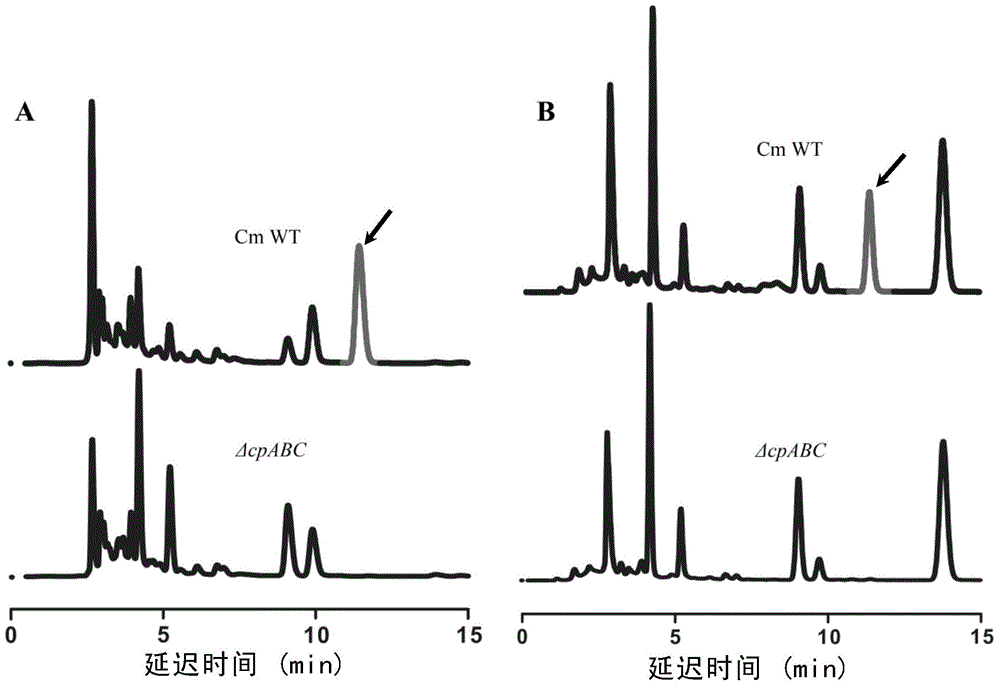 Identification and application of synthesis gene cluster of cordycepin