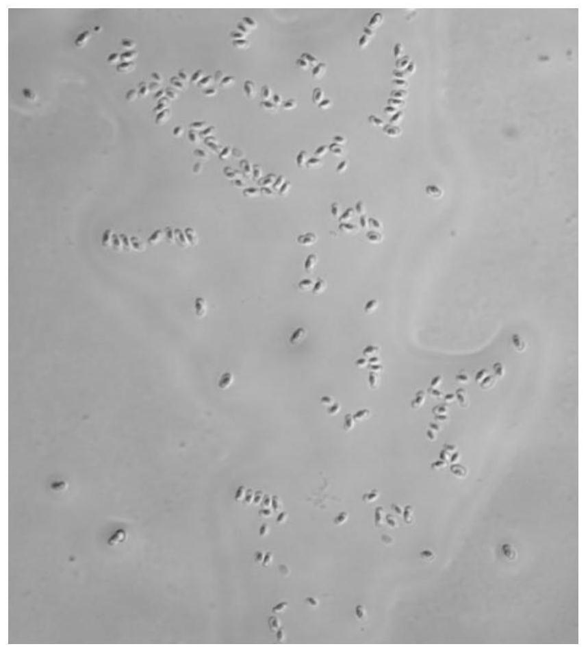 A kind of Brevibacillus sporogenes strain s62-9 and its use