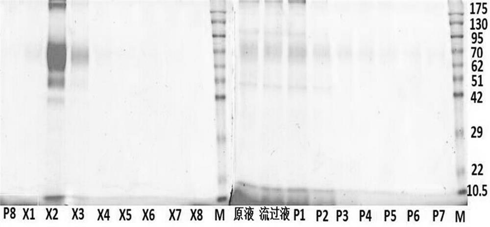 Infectious bursal disease virus VP2 protein as well as encoding gene and application thereof