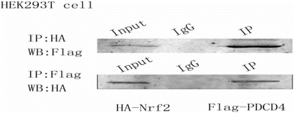 Small molecular polypeptide inhibiting MIRI and vector and application thereof