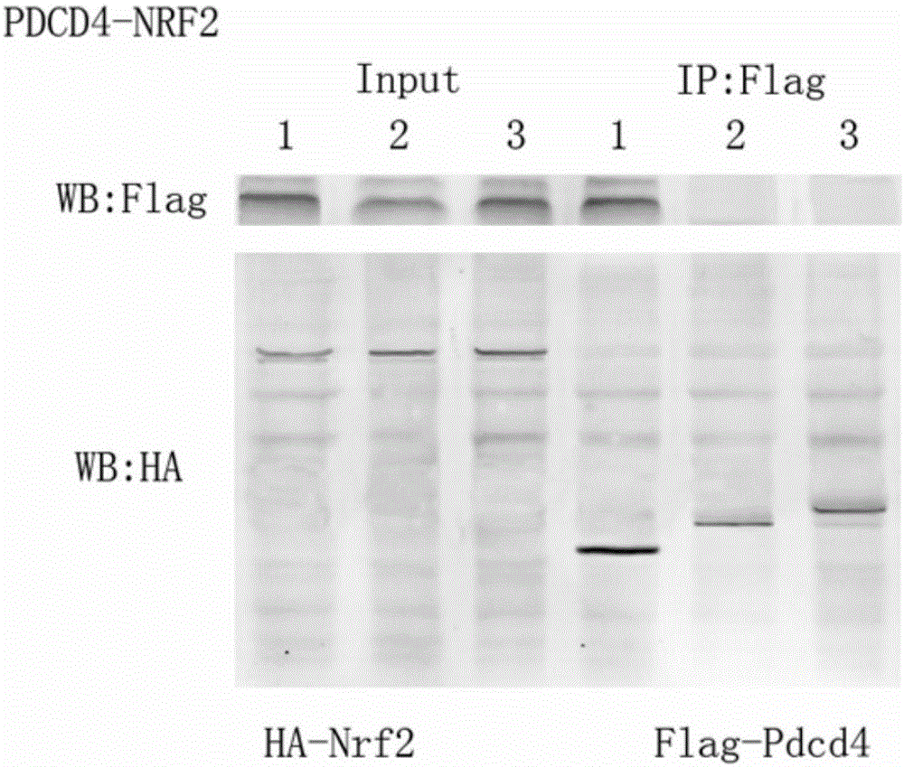 Small molecular polypeptide inhibiting MIRI and vector and application thereof