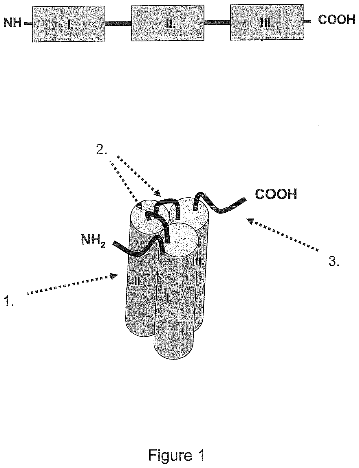 Single-chain CD40-receptor agonist proteins