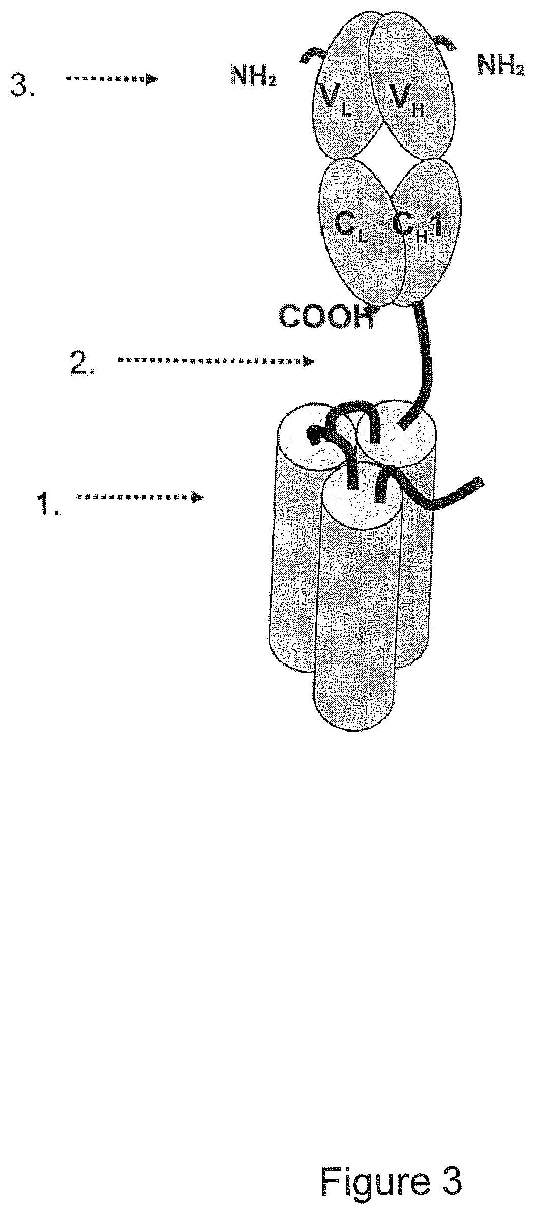 Single-chain CD40-receptor agonist proteins