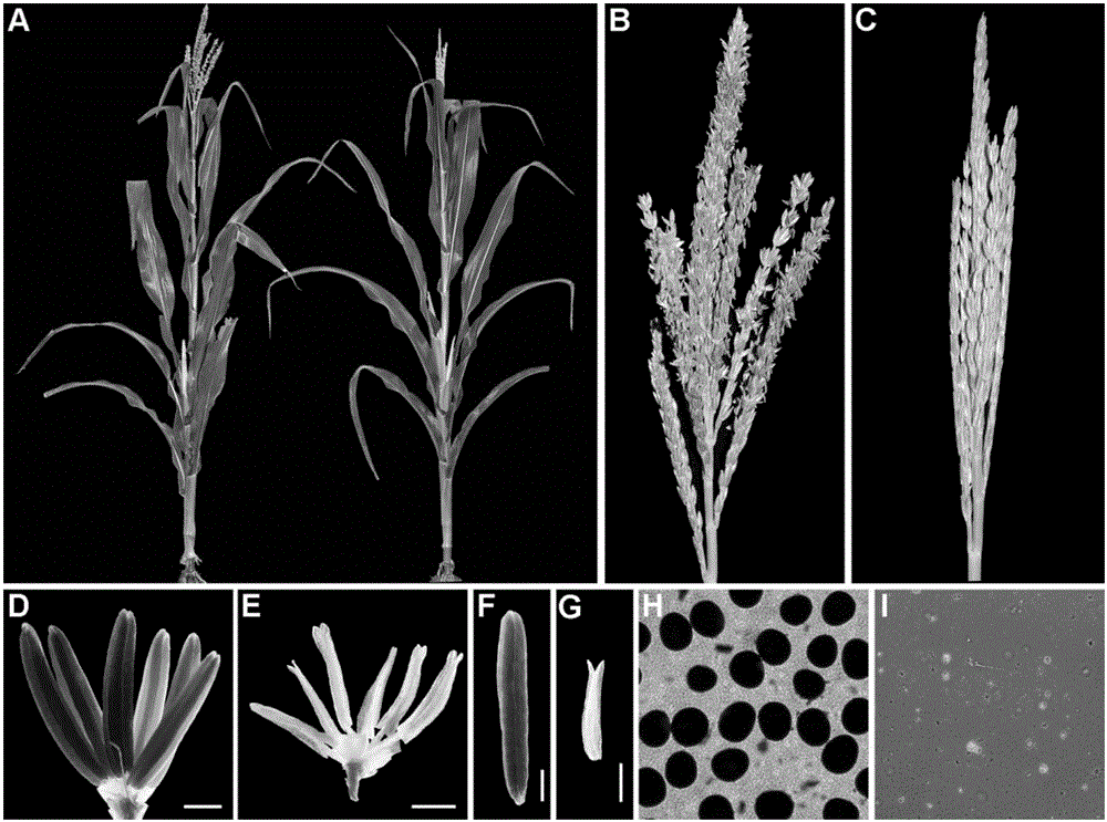 Gene MS33 related to maize male nuclear sterility and application thereof in cross breeding