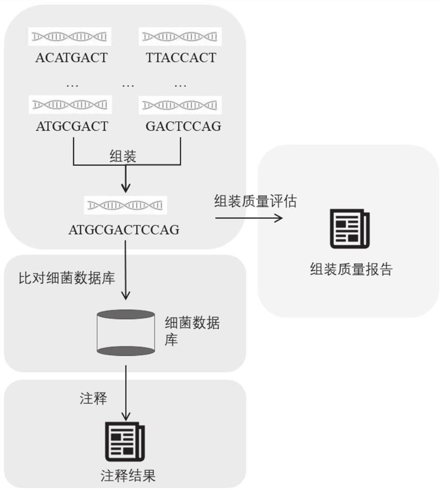Automatic analysis method and system for sequencing data of whole genome of bacteria