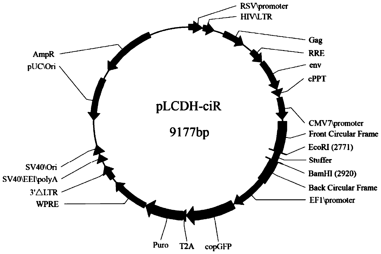 Application of novel ring-shaped RNA circCRKL in prostatic cancer treatment