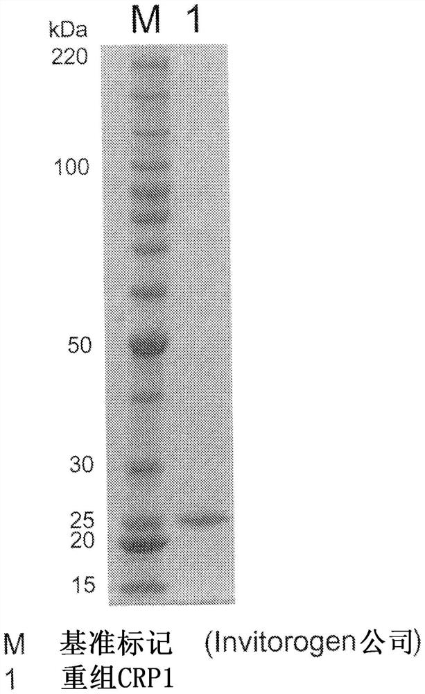 Recombinant C-reactive proteins