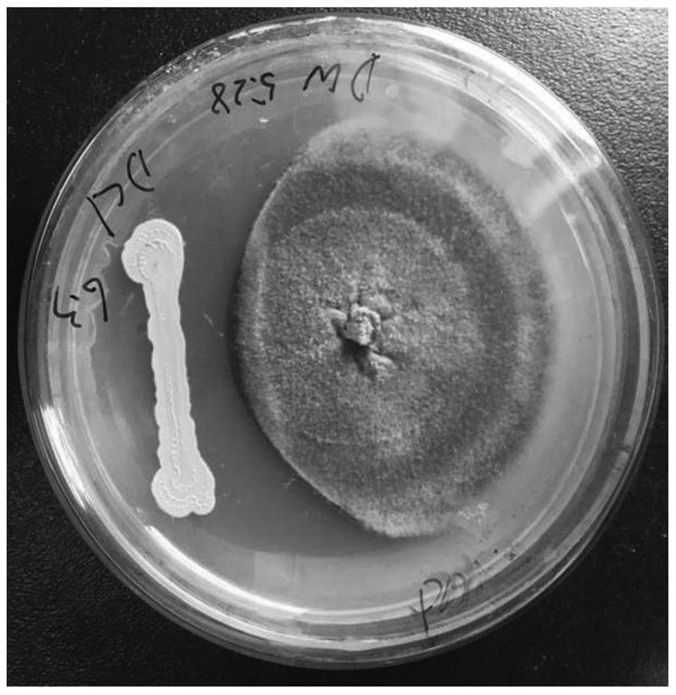 Bacillus cereus Scu1 strain and application thereof