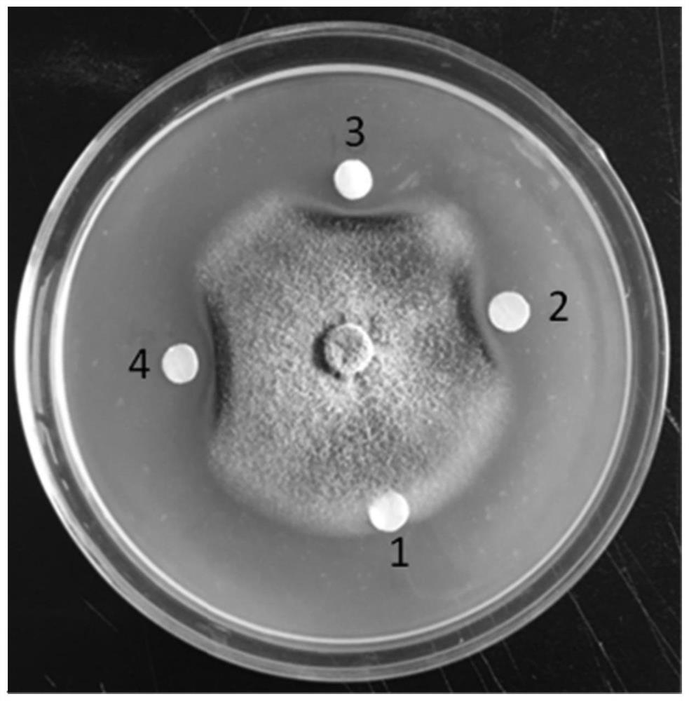 Bacillus cereus Scu1 strain and application thereof