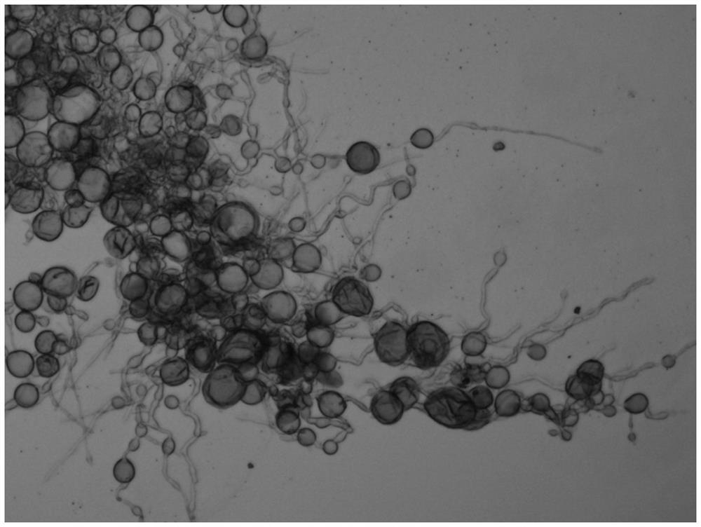 Bacillus cereus Scu1 strain and application thereof