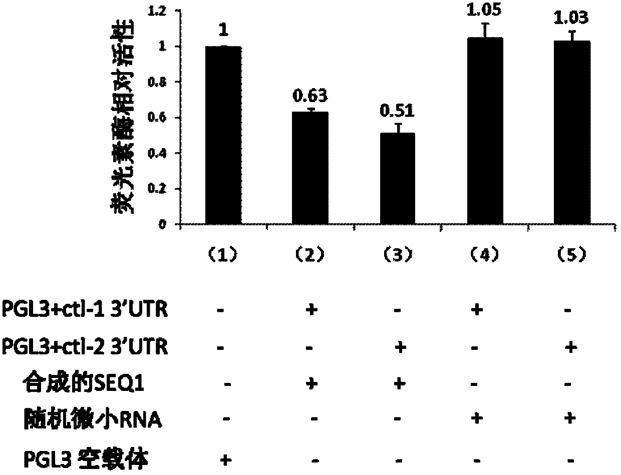 Micro ribonucleic acid (RNA), and use of precursor and antisense nucleic acid thereof in regulation of catalase activity