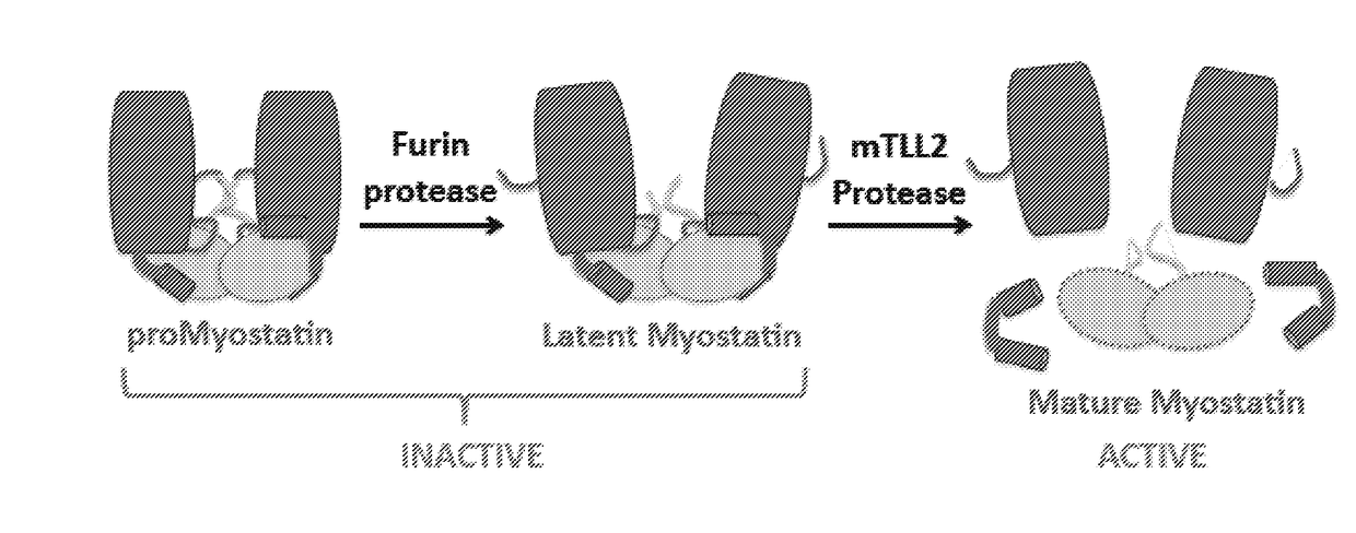 Anti-pro/latent-myostatin antibodies and uses thereof