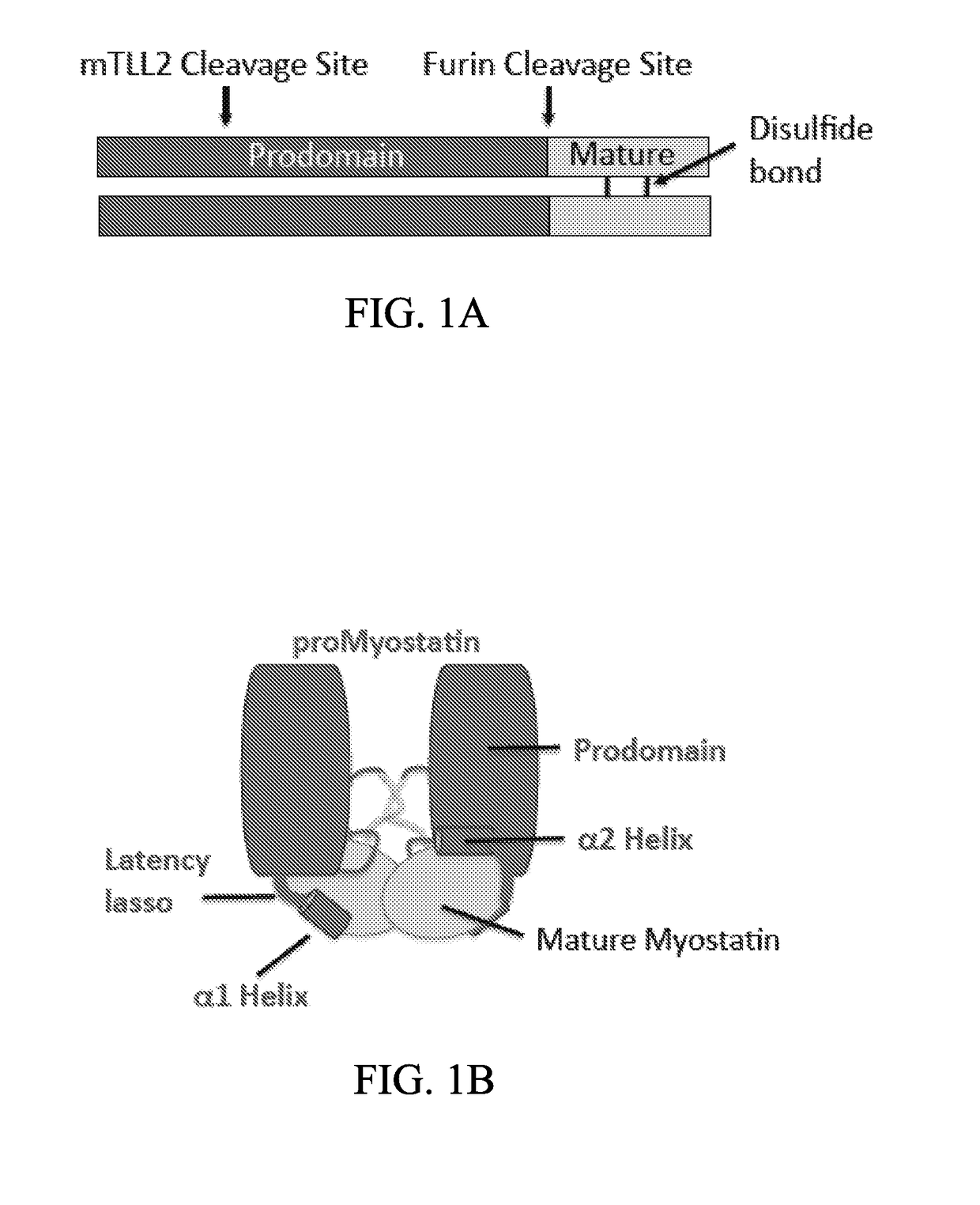 Anti-pro/latent-myostatin antibodies and uses thereof