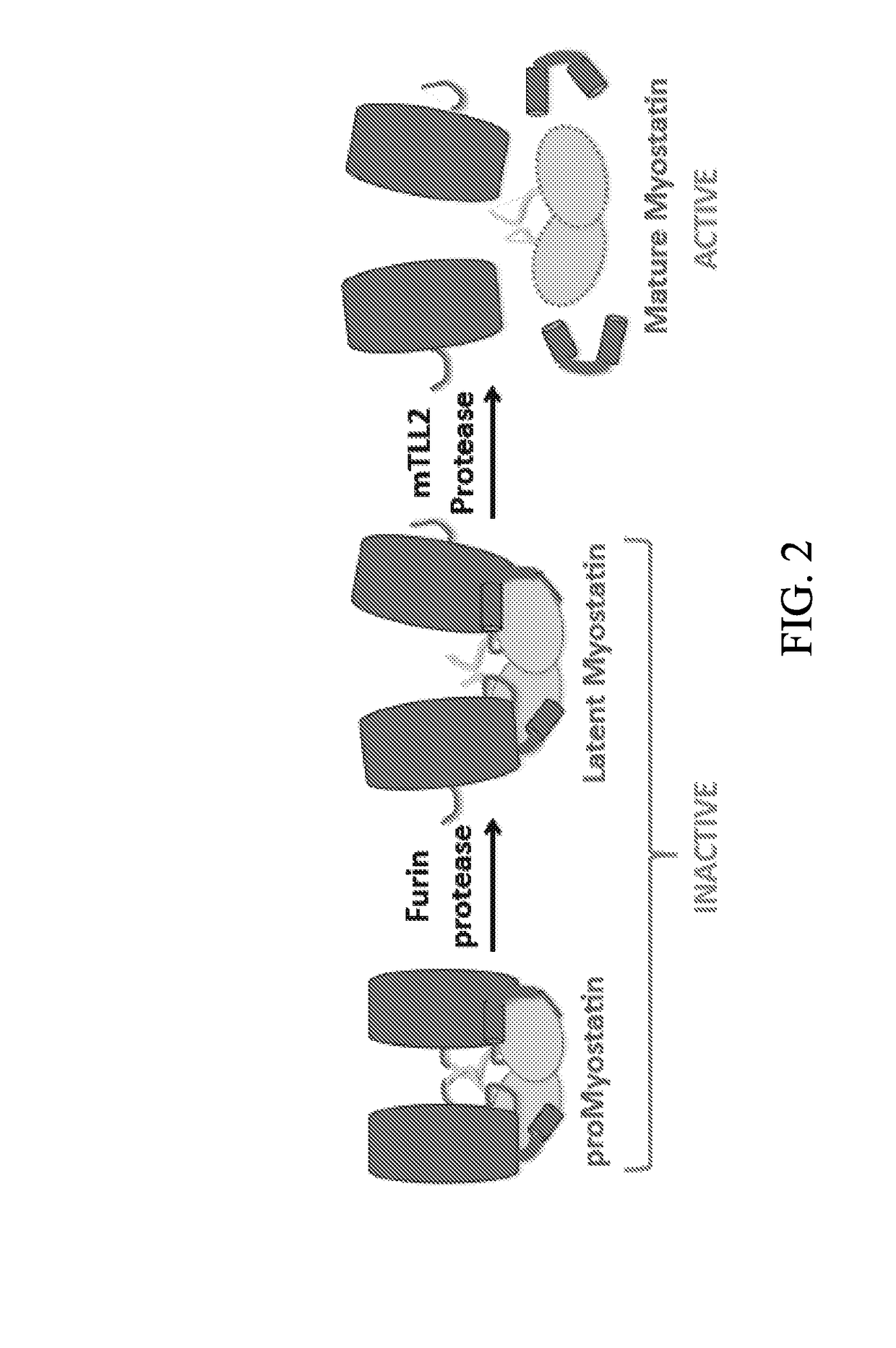 Anti-pro/latent-myostatin antibodies and uses thereof