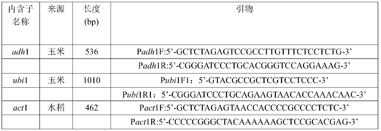 Construction method of rhil-12 expression system in cho cells