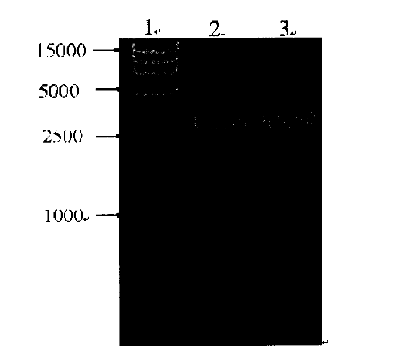 Manually-combined Newcastle diseases virus F gene and recombining expression vector and application thereof